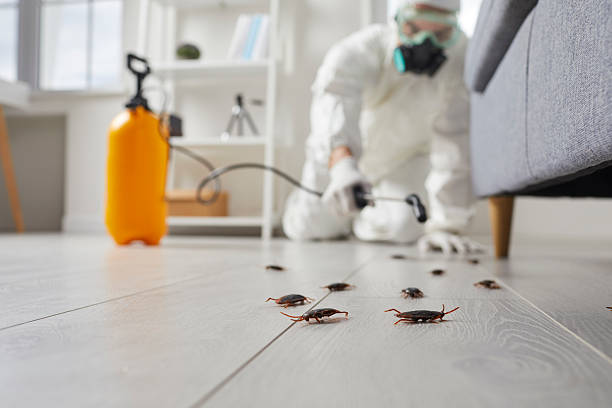 Post-Treatment Bed Bug Interceptor Monitoring in Sun Lakes